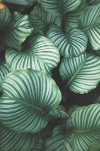Leaves